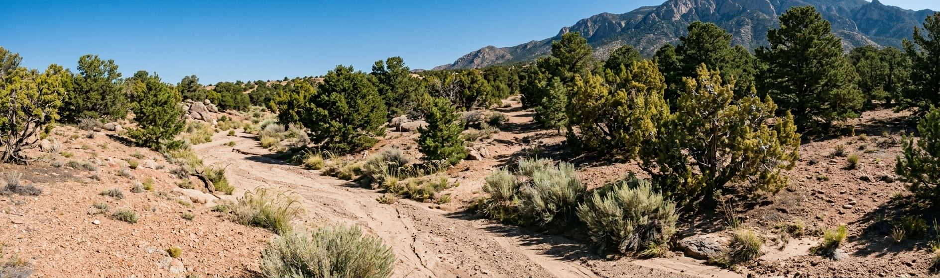 Piñon and juniper on the Sandia foothills, cut by an arroyo
